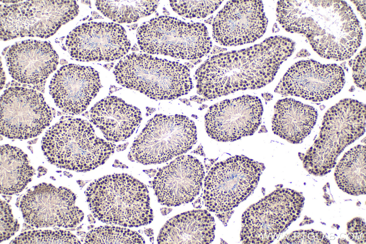 Immunohistochemistry (IHC) staining of mouse testis tissue using XAB2 Polyclonal antibody (10637-1-AP)