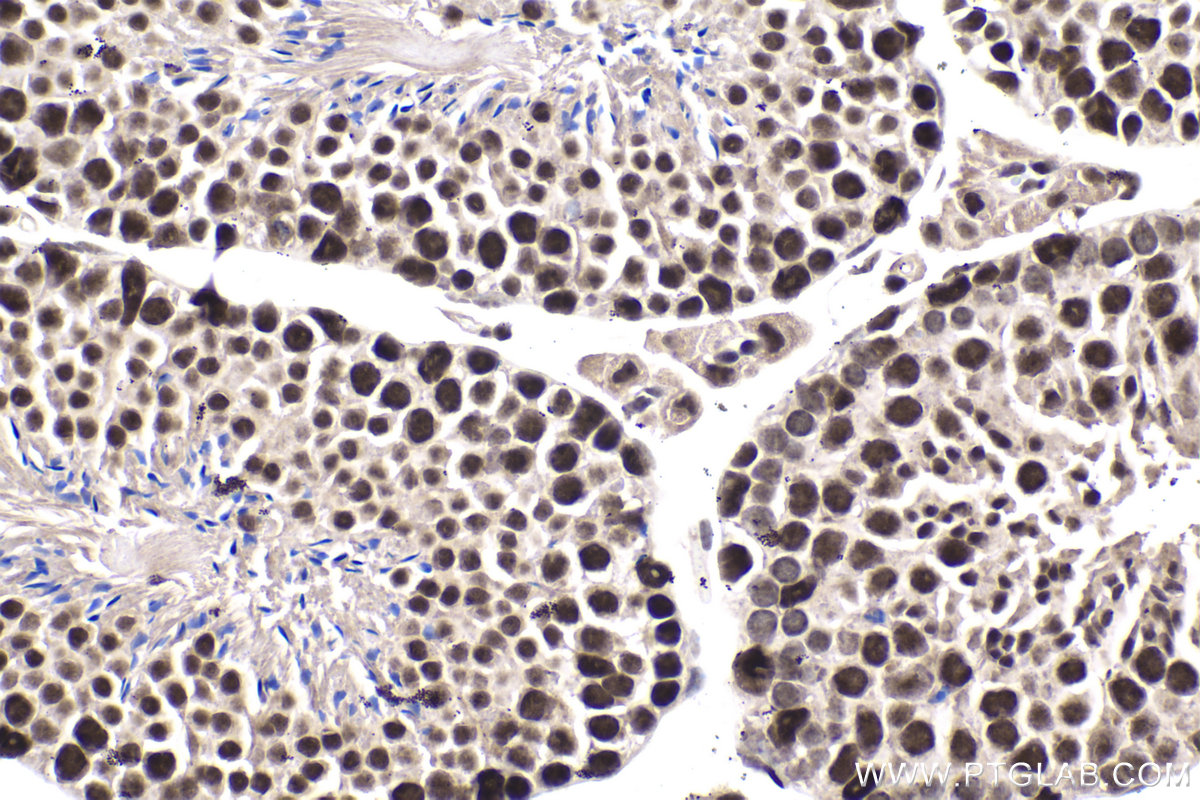 Immunohistochemistry (IHC) staining of mouse testis tissue using XAB2 Polyclonal antibody (10637-1-AP)