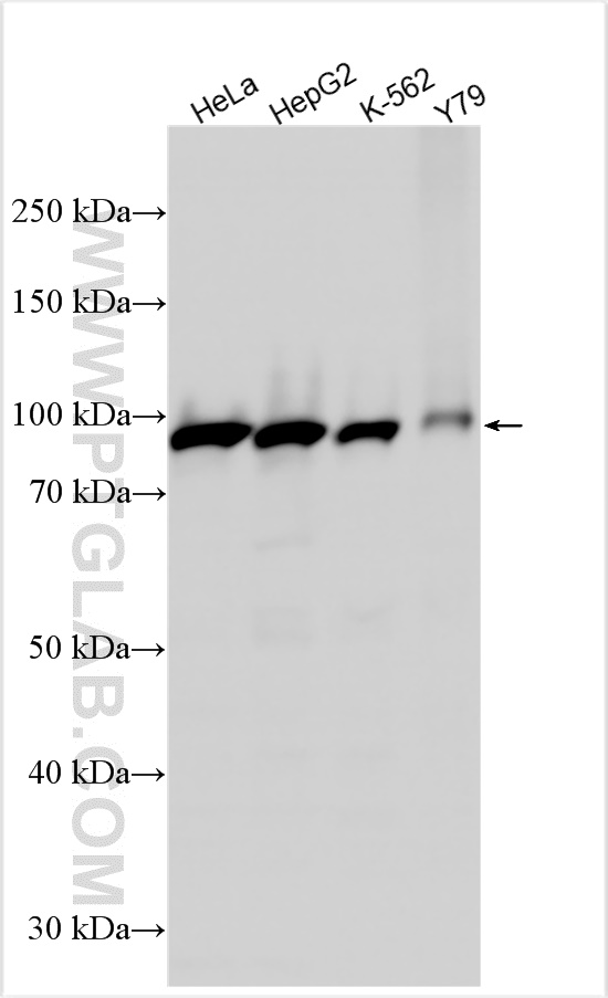 Western Blot (WB) analysis of various lysates using XAB2 Polyclonal antibody (10637-1-AP)