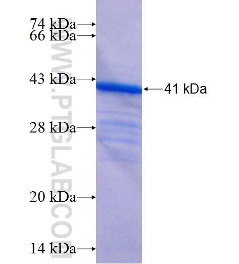 XAB2 fusion protein Ag25927 SDS-PAGE