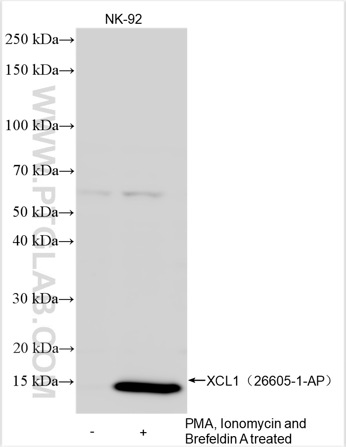 Western Blot (WB) analysis of various lysates using XCL1 Polyclonal antibody (26605-1-AP)