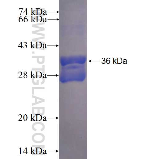 XCL1 fusion protein Ag24258 SDS-PAGE