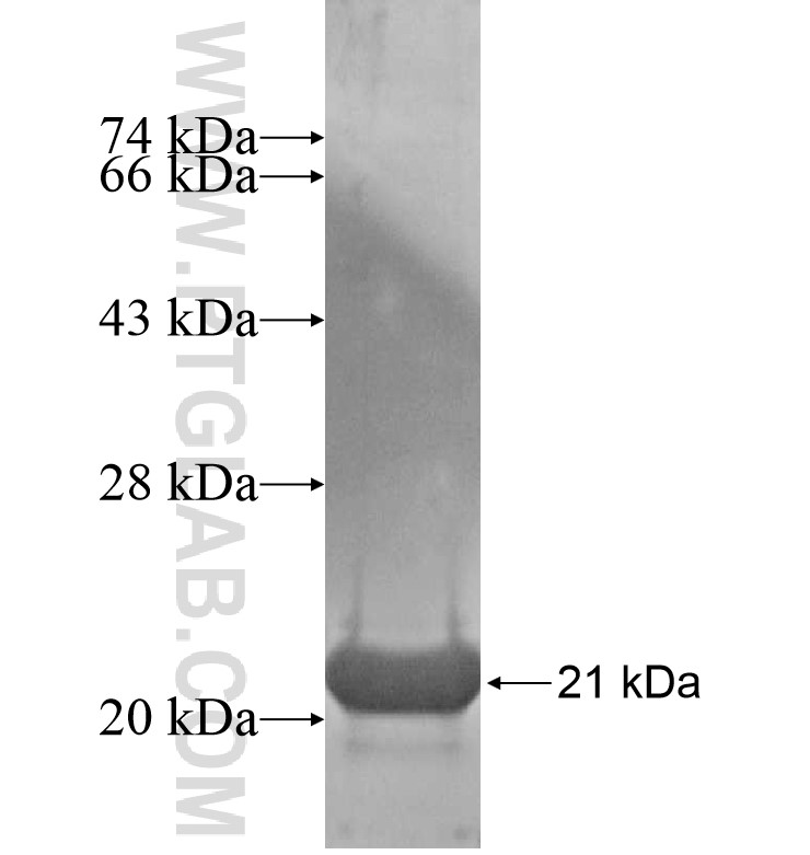 XG fusion protein Ag16727 SDS-PAGE