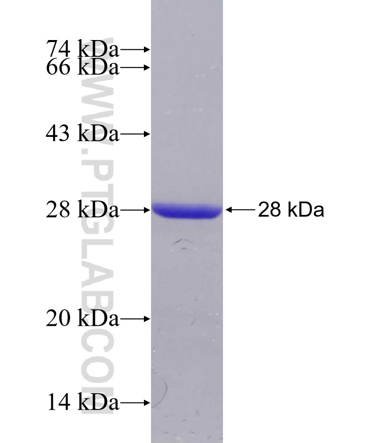 XIRP2 fusion protein Ag29870 SDS-PAGE