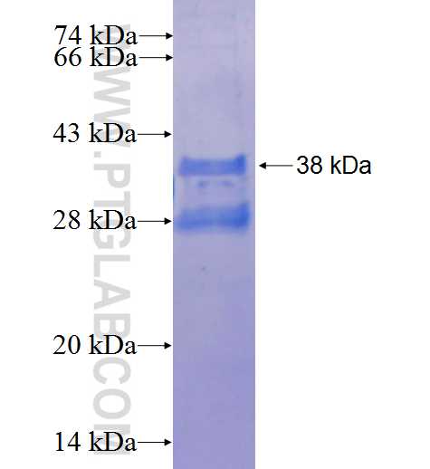 XKRX fusion protein Ag25266 SDS-PAGE