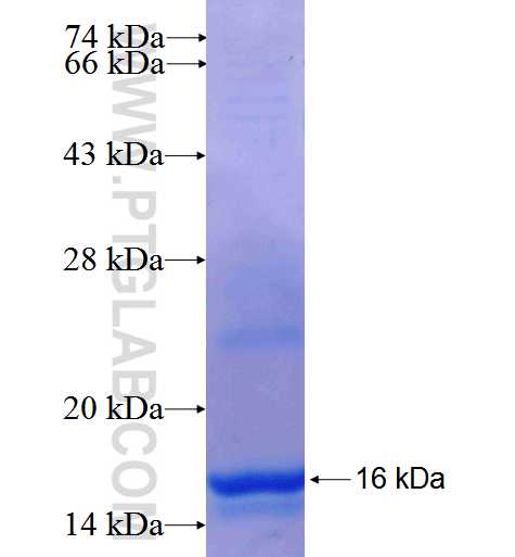 XKRX fusion protein Ag26071 SDS-PAGE