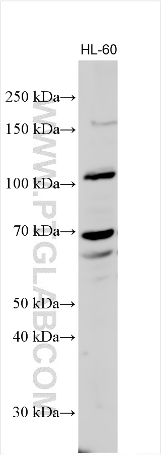 Western Blot (WB) analysis of various lysates using XPR1 Polyclonal antibody (14174-1-AP)