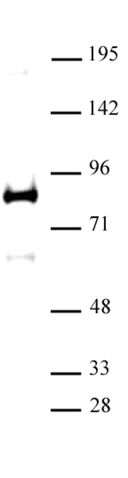 XRCC1 antibody (pAb) tested by Western blot. XRCC1 detection by Western blot. The analysis was performed using 30 ug HeLa nuclear cell extract and XRCC1 at a 1:500 dilution.