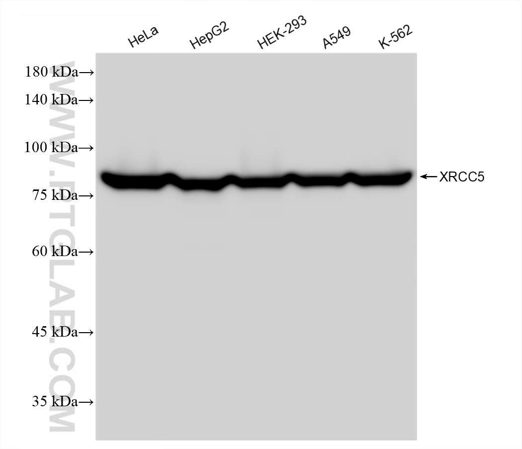 Western Blot (WB) analysis of various lysates using XRCC5 Recombinant antibody (80325-6-RR)