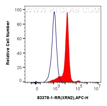 Flow cytometry (FC) experiment of HeLa cells using XRN2 Recombinant antibody (83378-1-RR)