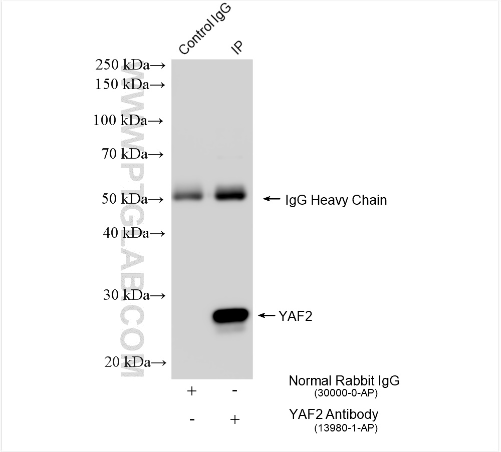 Immunoprecipitation (IP) experiment of HeLa cells using YAF2 Polyclonal antibody (13980-1-AP)