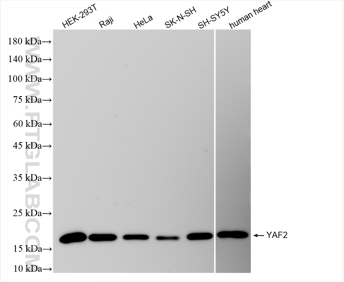 Western Blot (WB) analysis of various lysates using YAF2 Recombinant antibody (83798-6-RR)