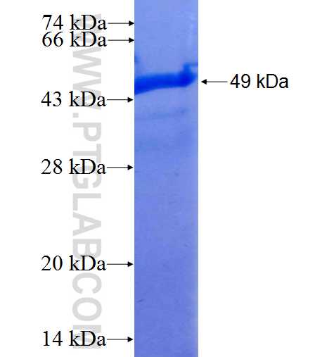 YAF2 fusion protein Ag5023 SDS-PAGE