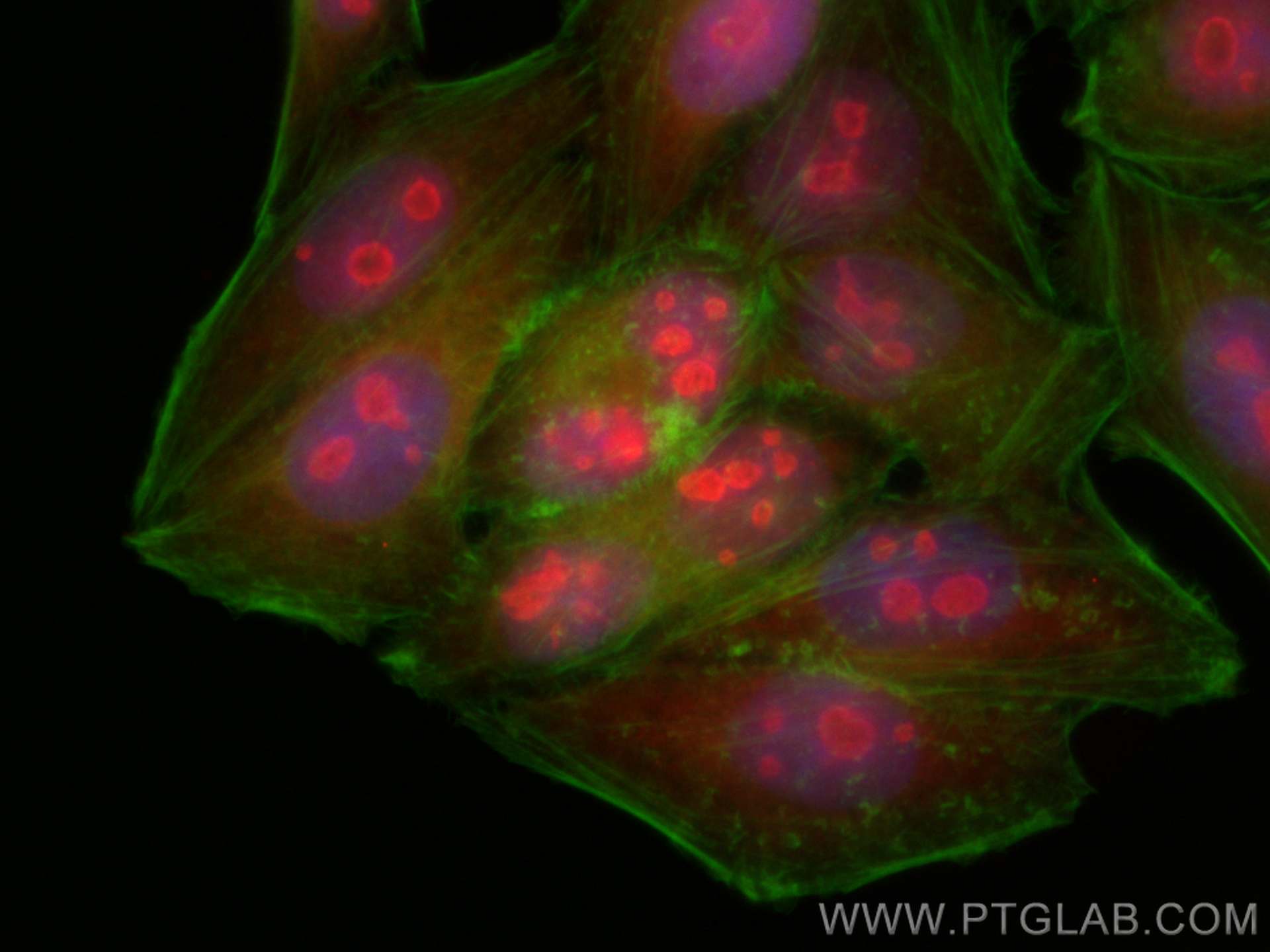 Immunofluorescence (IF) / fluorescent staining of HepG2 cells using CoraLite®594-conjugated YAP1 Monoclonal antibody (CL594-66900)