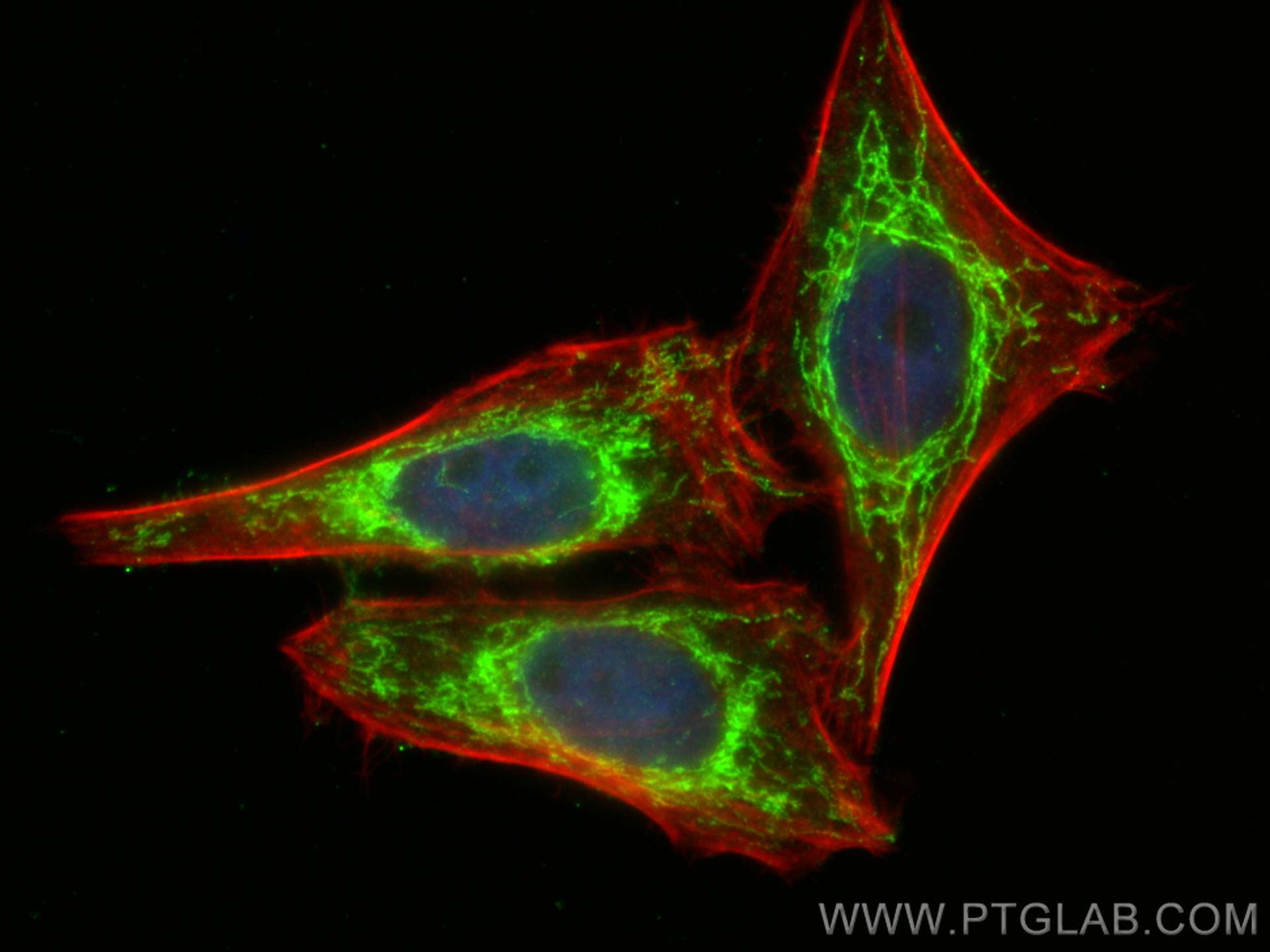 Immunofluorescence (IF) / fluorescent staining of HepG2 cells using YARS2 Polyclonal antibody (17150-1-AP)