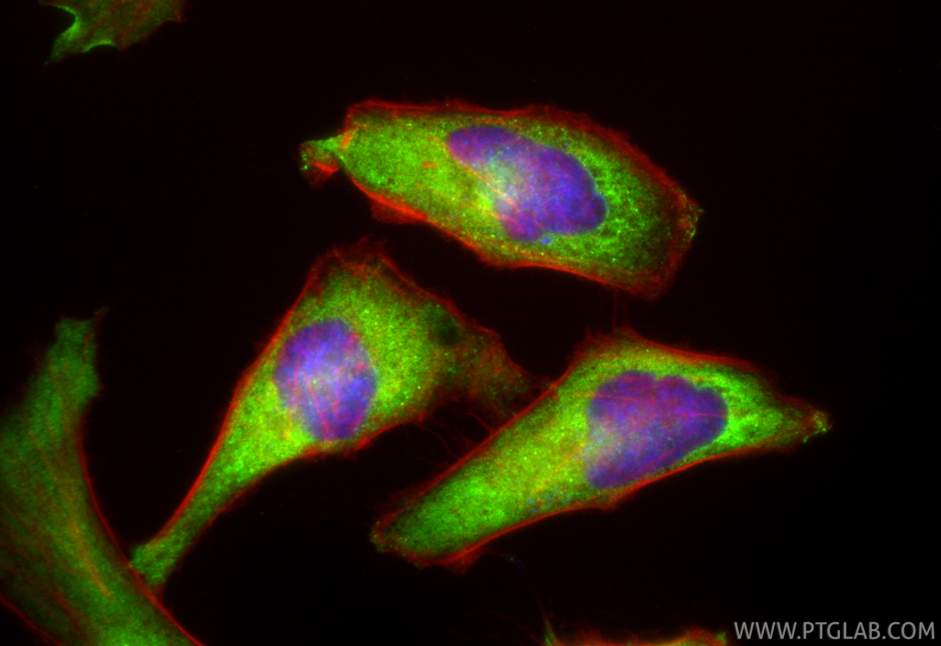 Immunofluorescence (IF) / fluorescent staining of HeLa cells using CoraLite® Plus 488-conjugated YBX1 Recombinant ant (CL488-84993-4)