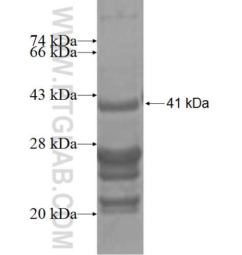 YIPF5 fusion protein Ag3802 SDS-PAGE