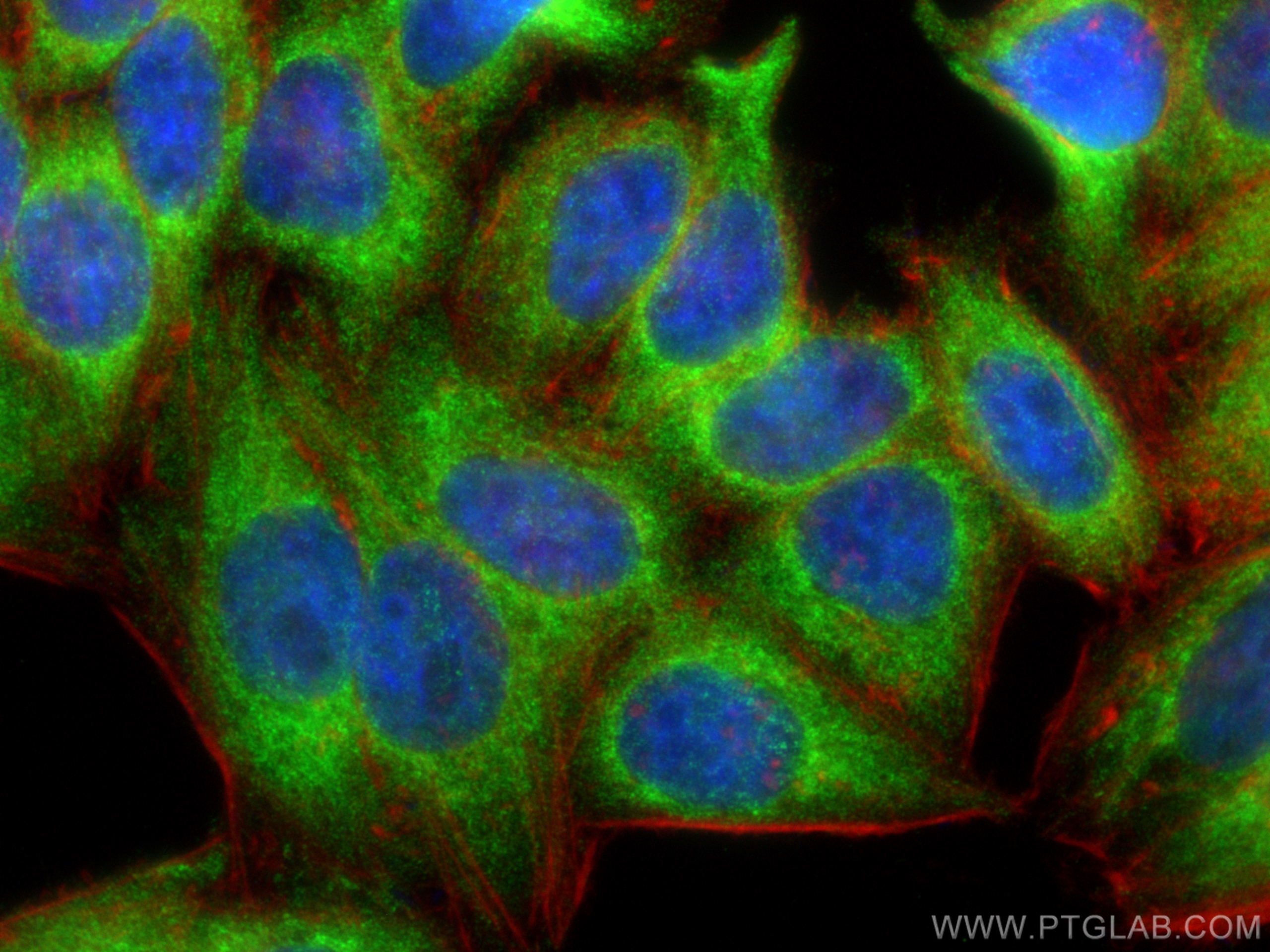 Immunofluorescence (IF) / fluorescent staining of HepG2 cells using YME1L1 Polyclonal antibody (11510-1-AP)
