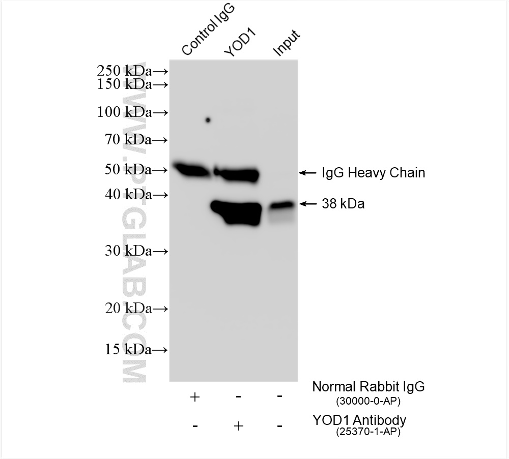 Immunoprecipitation (IP) experiment of K-562 cells using YOD1 Polyclonal antibody (25370-1-AP)