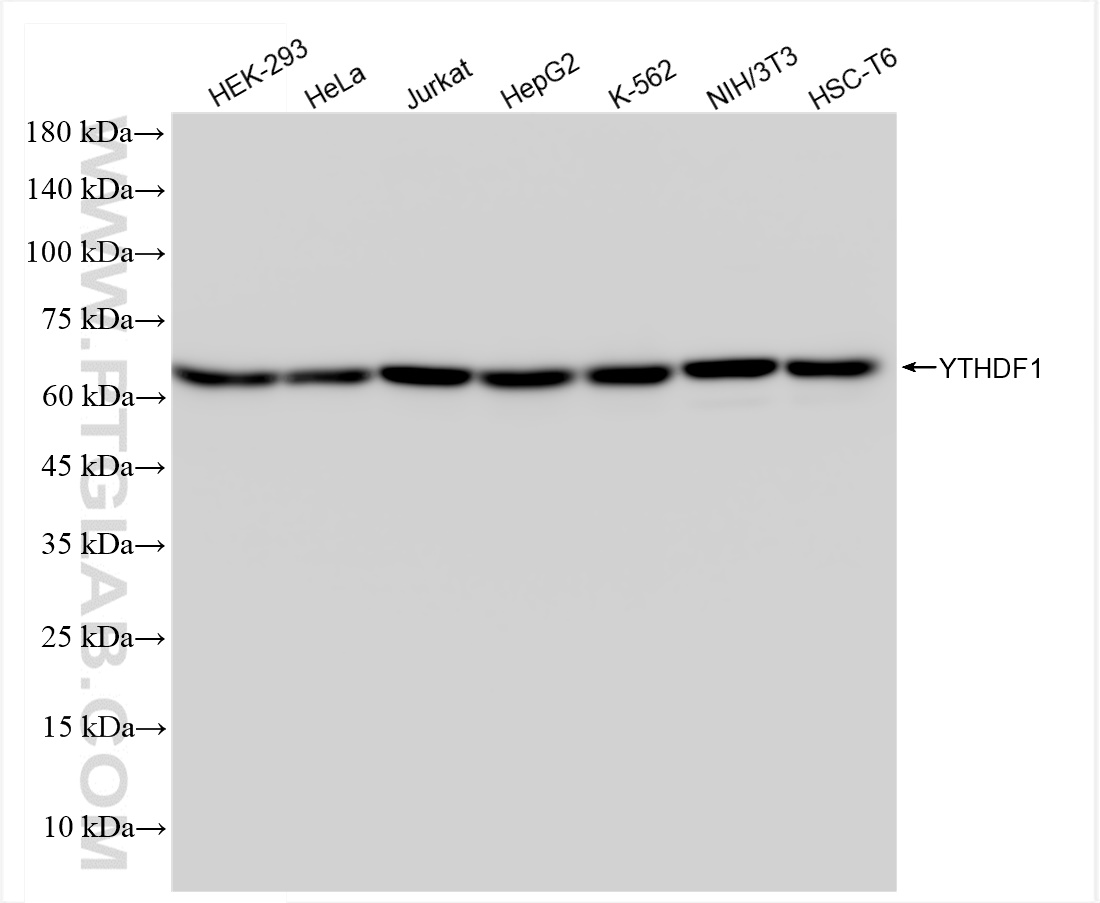 Western Blot (WB) analysis of various lysates using YTHDF1 Recombinant antibody (80876-2-RR)