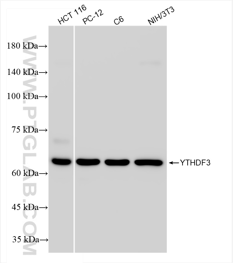 Western Blot (WB) analysis of various lysates using YTHDF3 Recombinant antibody (84709-3-RR)