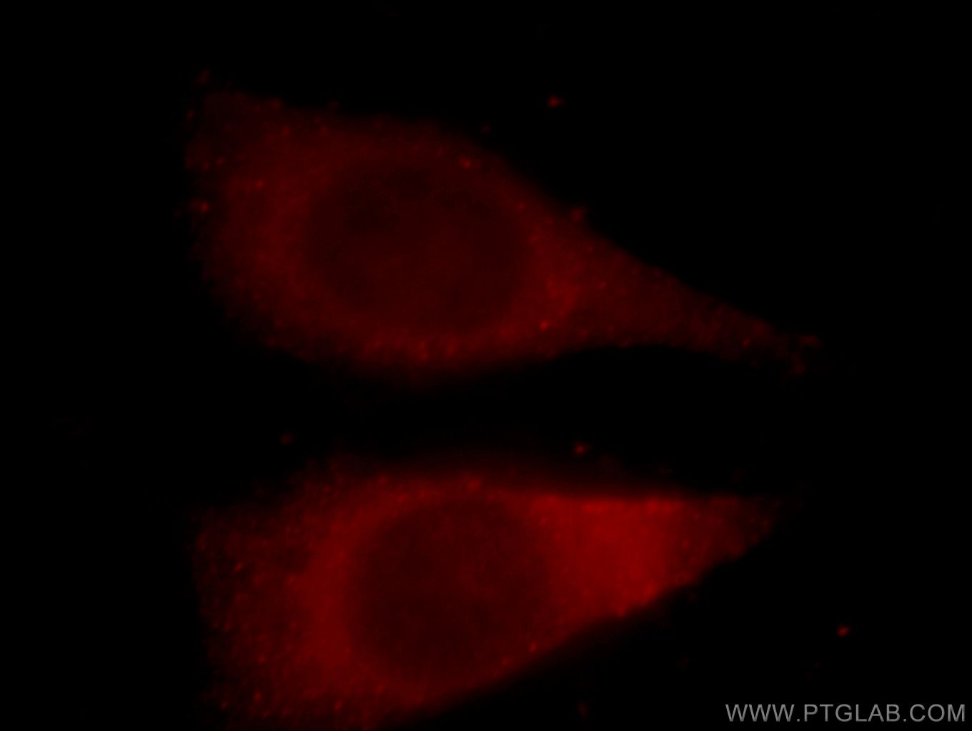 Immunofluorescence (IF) / fluorescent staining of HeLa cells using YWHAH Polyclonal antibody (15222-1-AP)