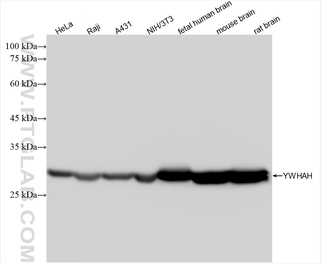 Western Blot (WB) analysis of various lysates using YWHAH Recombinant antibody (85987-1-RR)