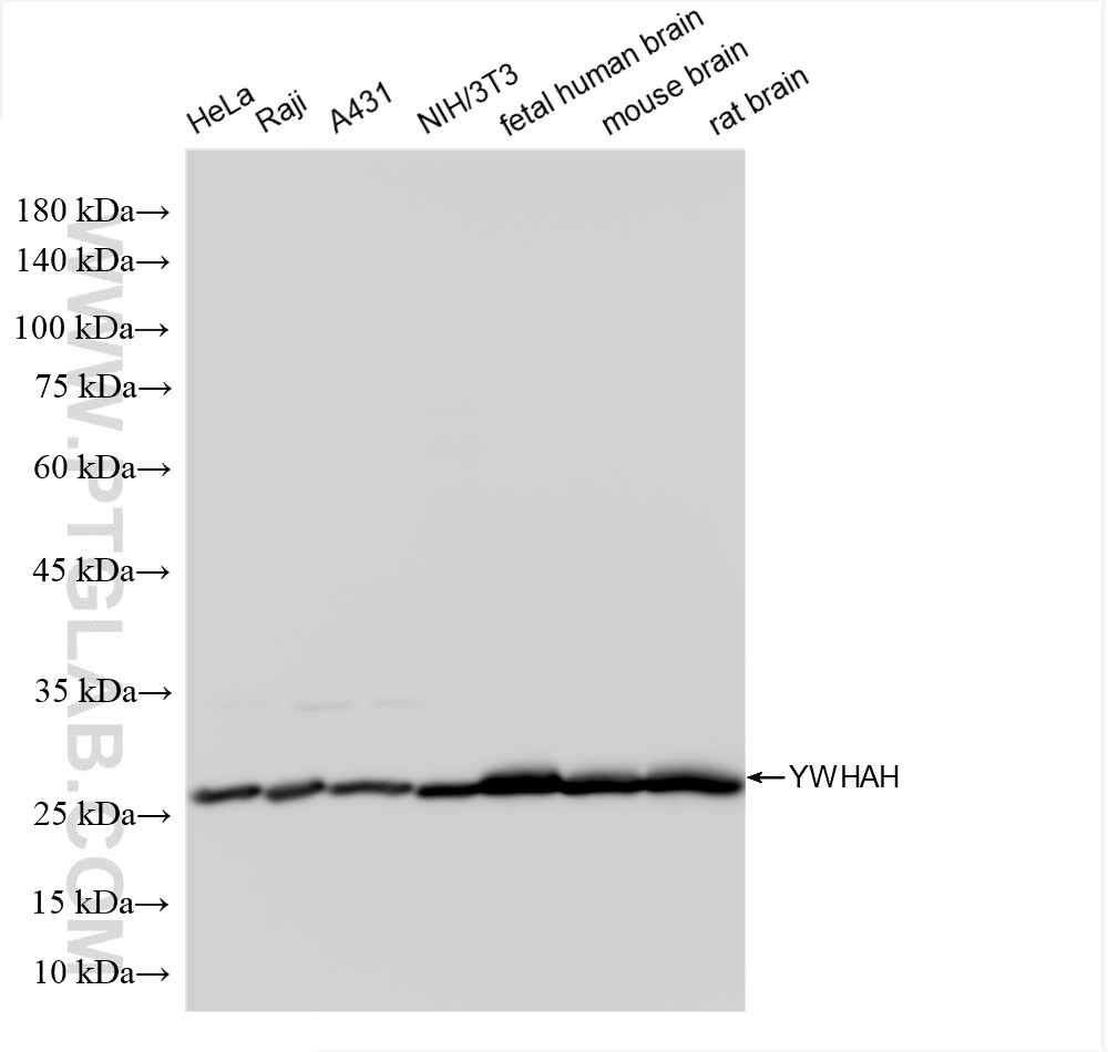 Western Blot (WB) analysis of various lysates using YWHAH Recombinant antibody (85987-2-RR)