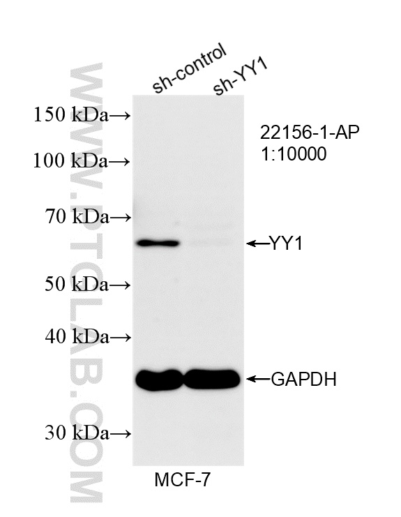 Western Blot (WB) analysis of MCF-7 cells using YY1 Polyclonal antibody (22156-1-AP)