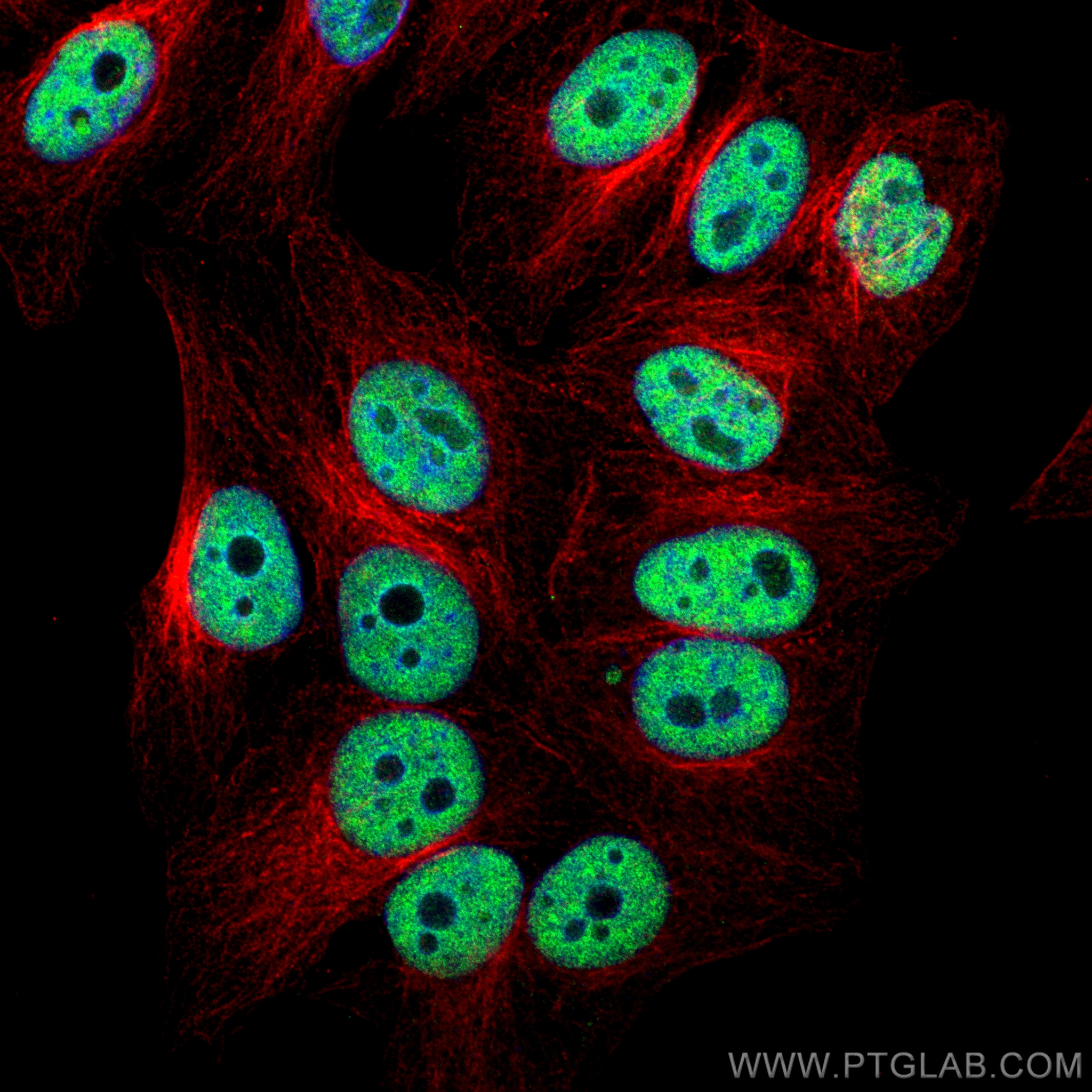 Immunofluorescence (IF) / fluorescent staining of HepG2 cells using YY1 Recombinant antibody (82712-3-RR)