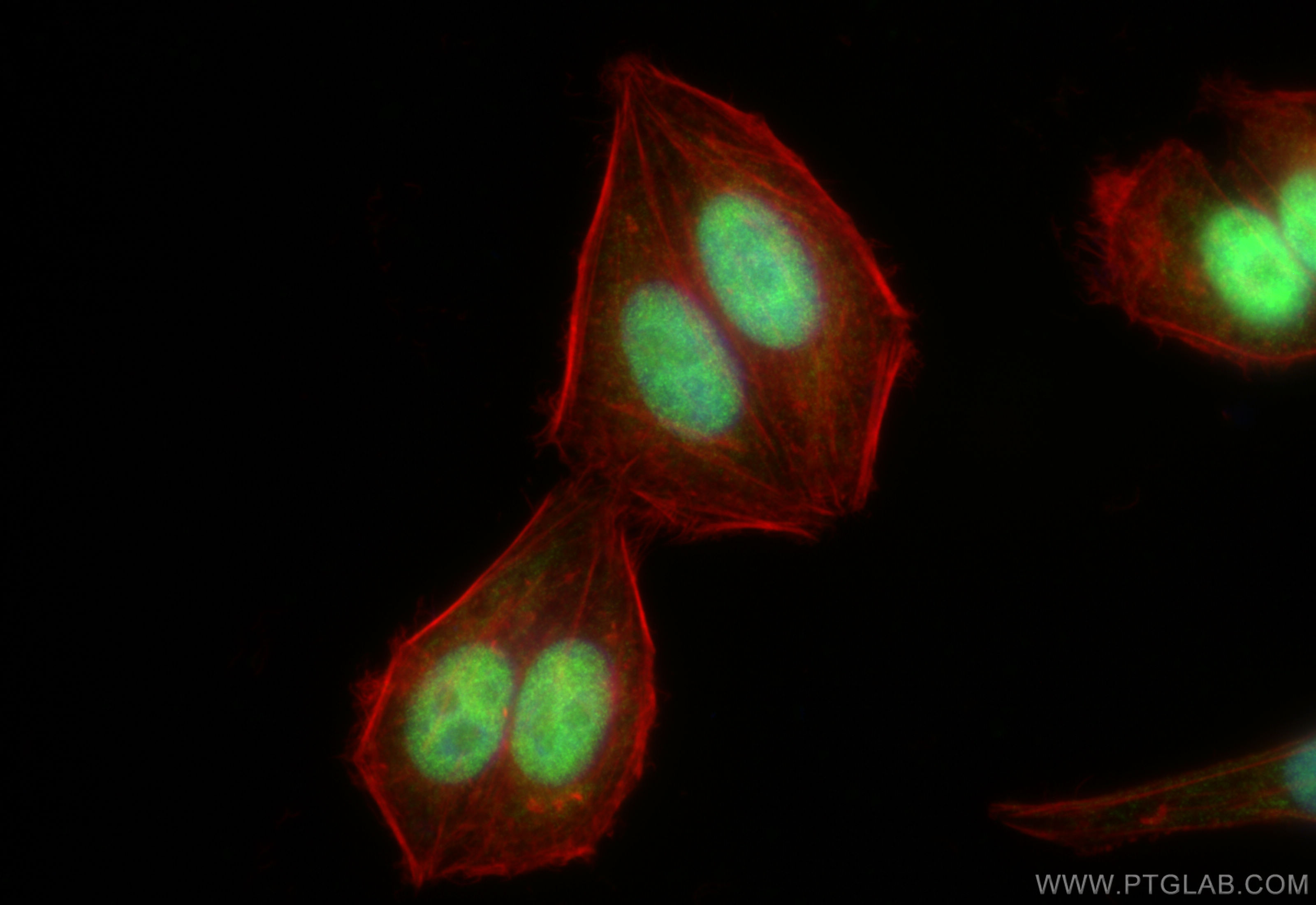 Immunofluorescence (IF) / fluorescent staining of HepG2 cells using YY1 Recombinant antibody (82712-5-RR)