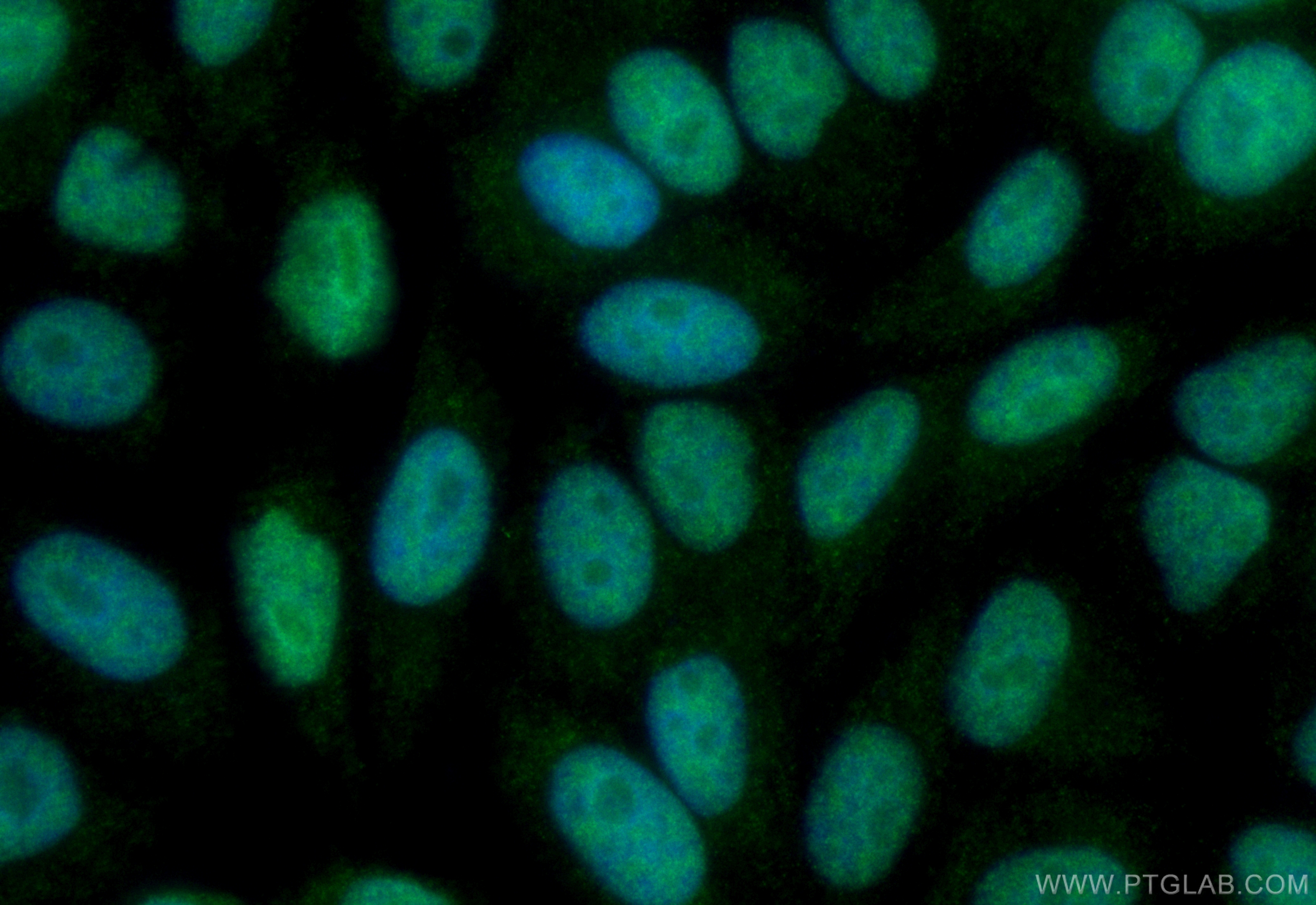 Immunofluorescence (IF) / fluorescent staining of HepG2 cells using CoraLite® Plus 488-conjugated YY1 Recombinant anti (CL488-82712-5)