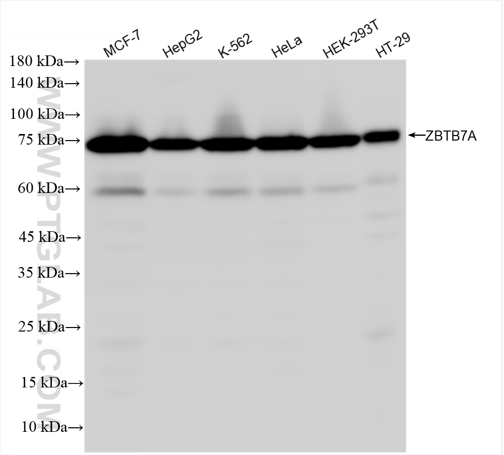 Western Blot (WB) analysis of various lysates using ZBTB7A Recombinant antibody (83616-5-RR)