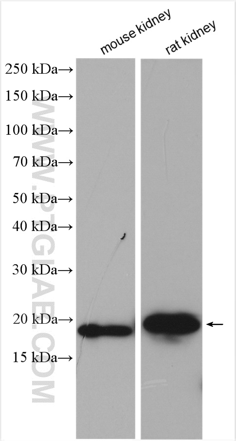 Western Blot (WB) analysis of various lysates using ZBTB8OS Polyclonal antibody (28608-1-AP)