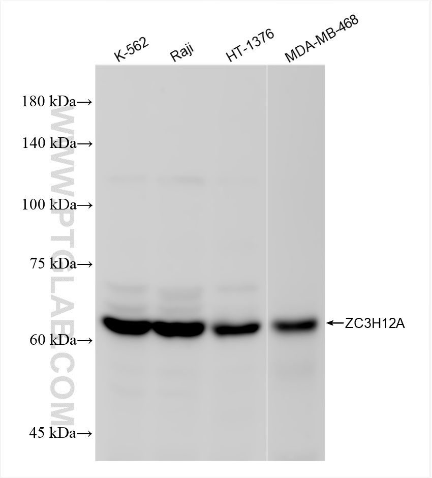 ZC3H12A