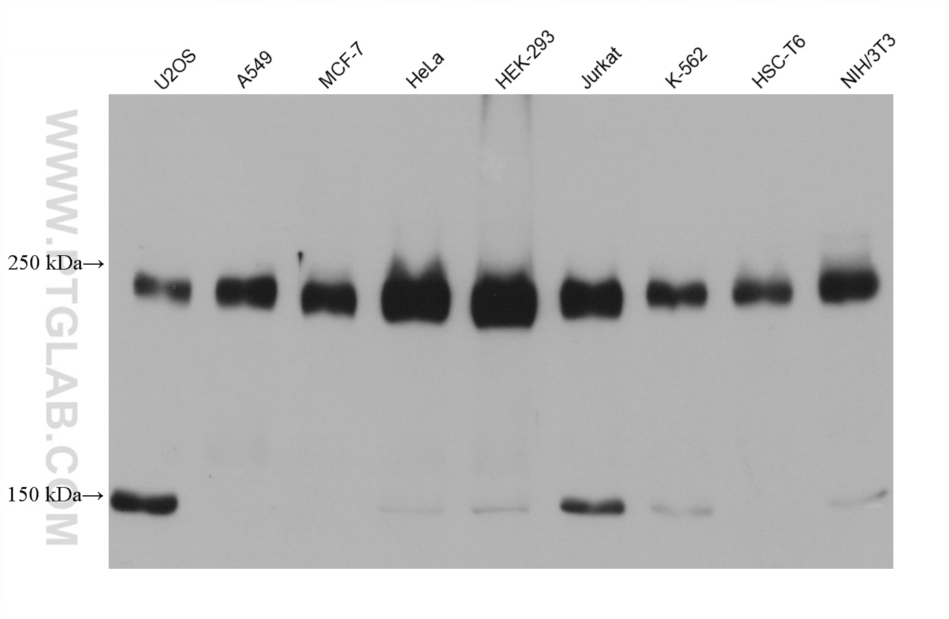 Western Blot (WB) analysis of various lysates using ZC3H13 Monoclonal antibody (68526-1-Ig)