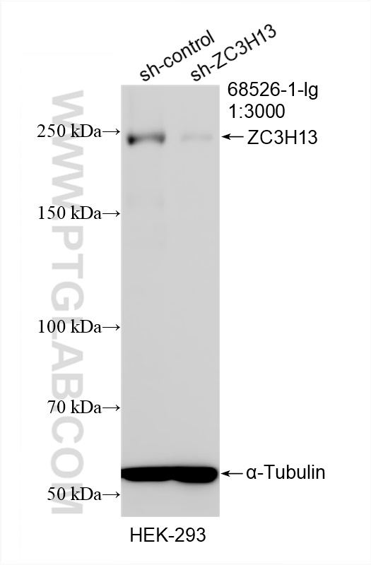 Western Blot (WB) analysis of HEK-293 cells using ZC3H13 Monoclonal antibody (68526-1-Ig)