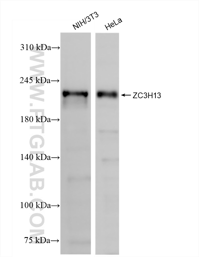 ZC3H13