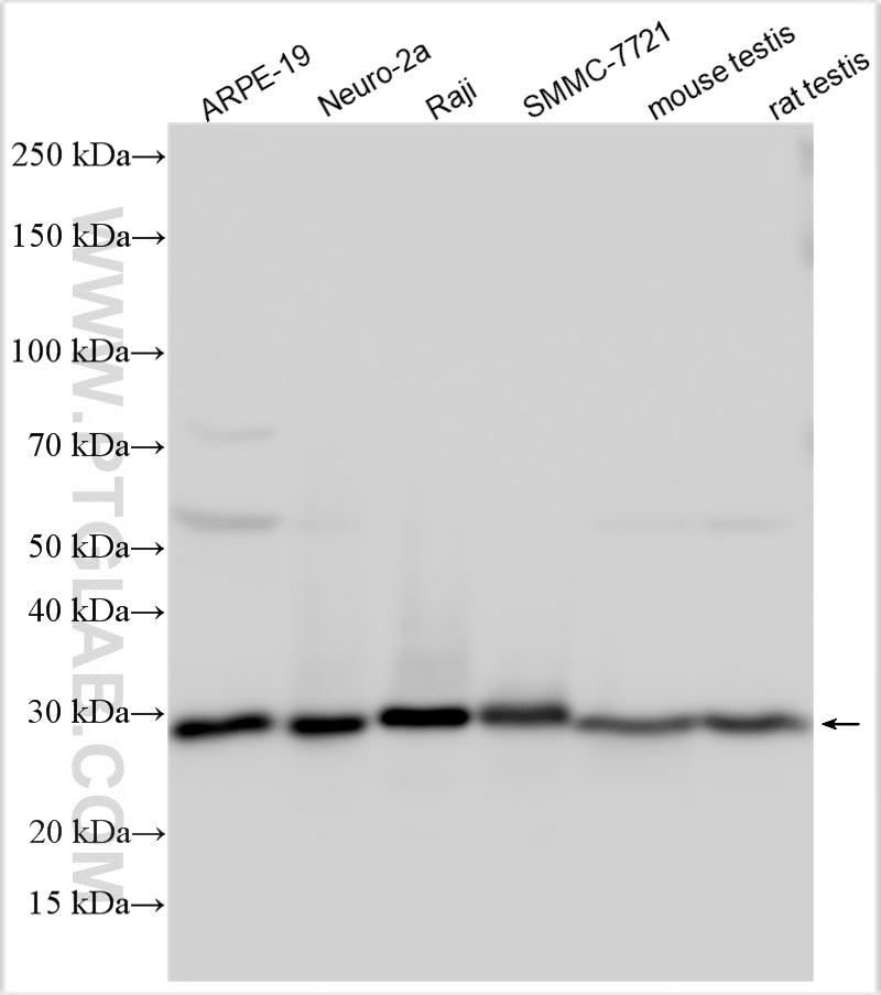 Western Blot (WB) analysis of various lysates using ZCRB1 Polyclonal antibody (25629-1-AP)