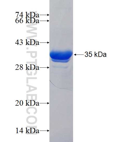 ZDHHC23 fusion protein Ag24570 SDS-PAGE