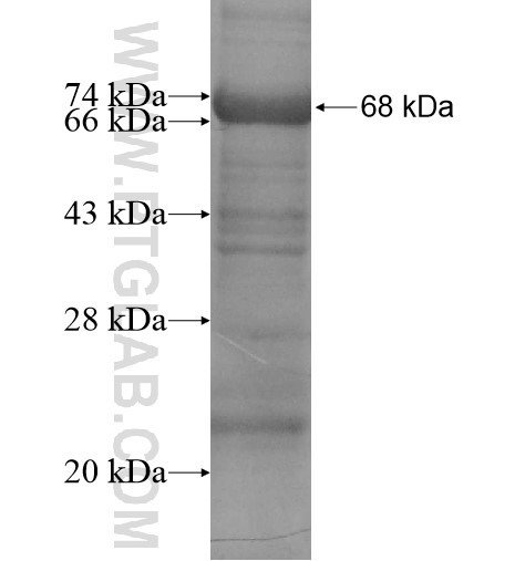 ZFHX3 fusion protein Ag14080 SDS-PAGE