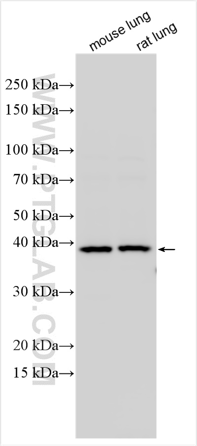 Western Blot (WB) analysis of various lysates using ZFP36 Polyclonal antibody (12737-1-AP)