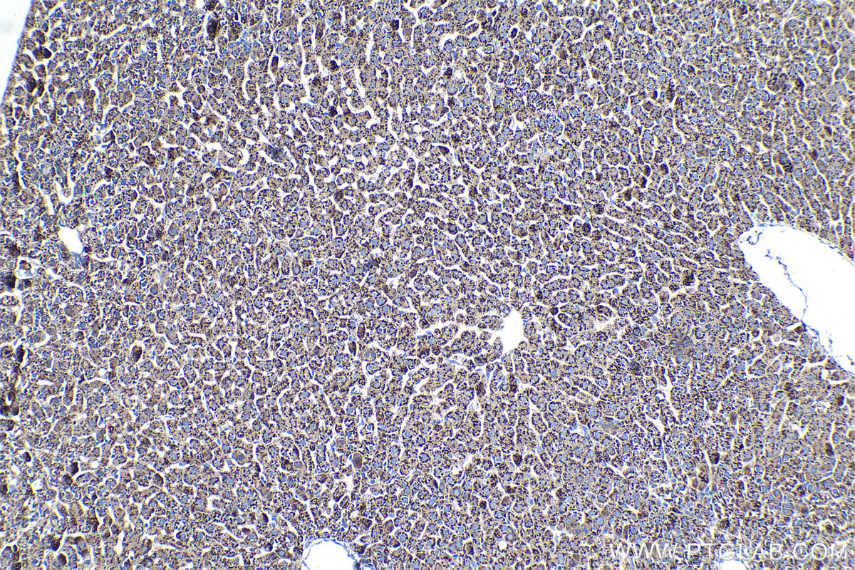 Immunohistochemistry (IHC) staining of rat liver tissue using ZFP36 Monoclonal antibody (66938-1-Ig)