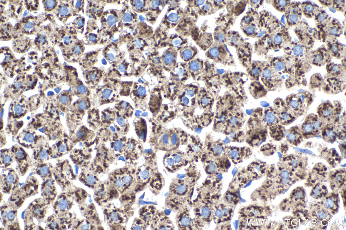 Immunohistochemistry (IHC) staining of rat liver tissue using ZFP36 Monoclonal antibody (66938-1-Ig)