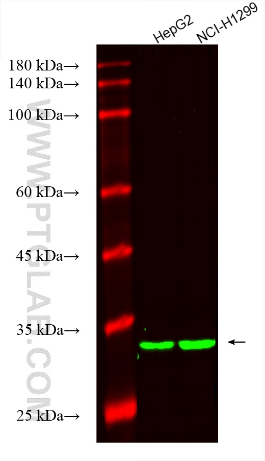 Western Blot (WB) analysis of various lysates using CoraLite® Plus 488-conjugated ZFP36 Monoclonal ant (CL488-66938)