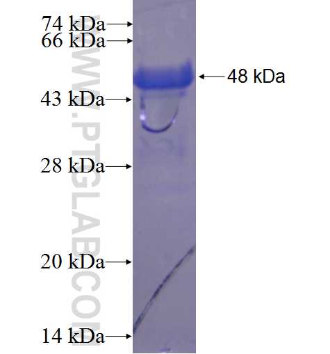 ZFP90 fusion protein Ag23381 SDS-PAGE