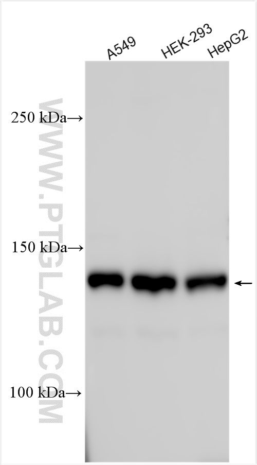 Western Blot (WB) analysis of various lysates using ZFR Polyclonal antibody (23174-1-AP)