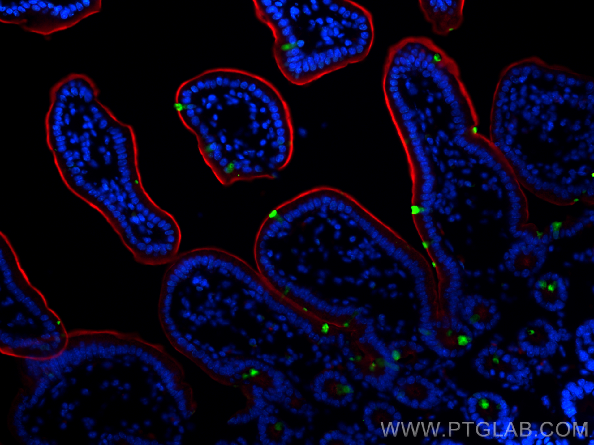 Immunofluorescence (IF) / fluorescent staining of mouse small intestine tissue using ZG16 Monoclonal antibody (67389-1-Ig)