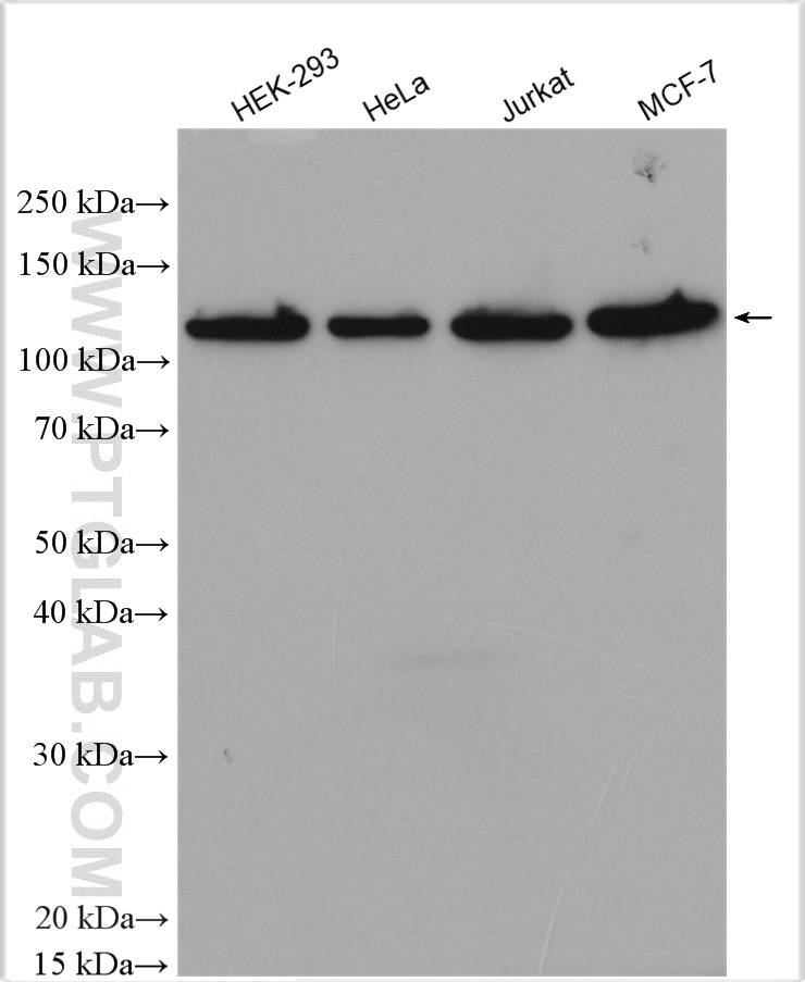 Western Blot (WB) analysis of various lysates using ZHX3 Polyclonal antibody (29397-1-AP)