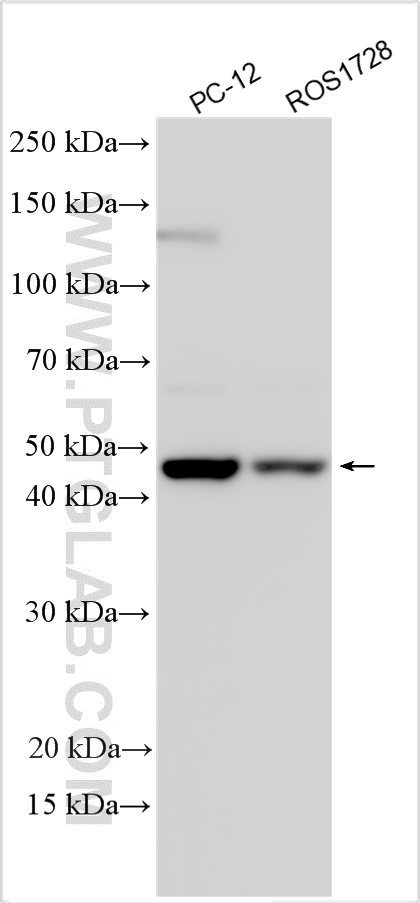 Western Blot (WB) analysis of various lysates using ZIC1 Polyclonal antibody (25004-1-AP)